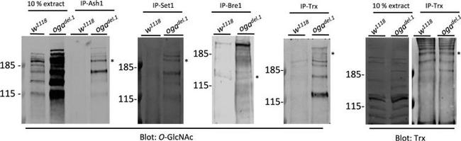 O-linked N-acetylglucosamine (O-GlcNAc) Antibody in Western Blot (WB)