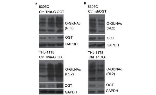 O-linked N-acetylglucosamine (O-GlcNAc) Antibody in Western Blot (WB)