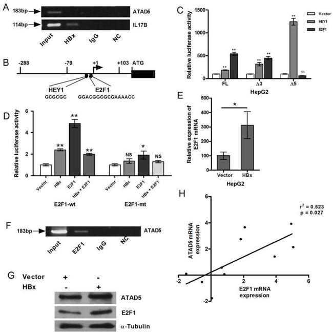 Hepatitis B Virus X Antibody in ChIP Assay (ChIP)