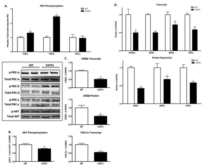 CREB Antibody in Western Blot (WB)