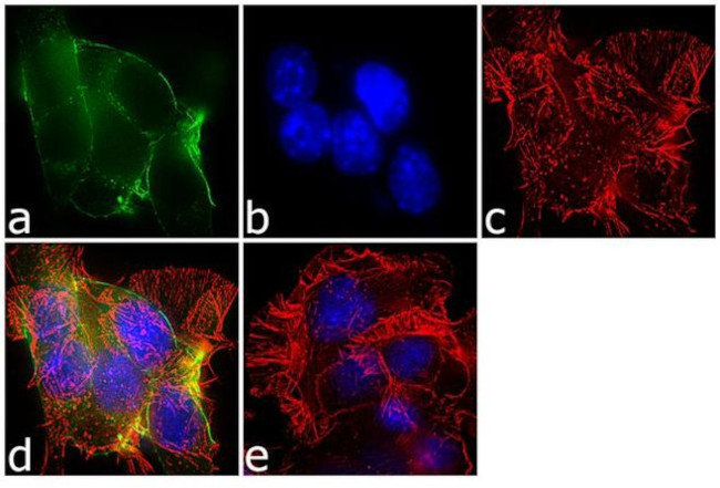 NF1 Antibody in Immunocytochemistry (ICC/IF)