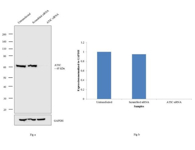 ATIC Antibody