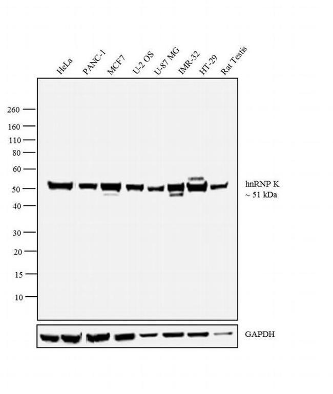 hnRNP K Antibody in Western Blot (WB)