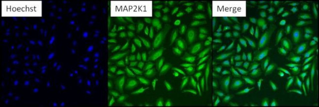 MEK1 Antibody in Immunocytochemistry (ICC/IF)