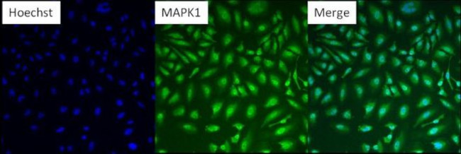 ERK2 Antibody in Immunocytochemistry (ICC/IF)