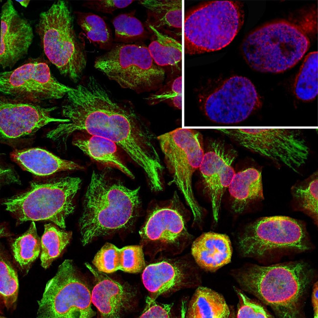 NUP107 Antibody in Immunocytochemistry (ICC/IF)