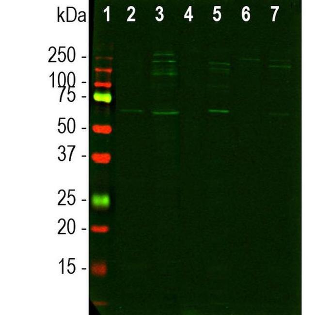 NUP107 Antibody in Western Blot (WB)