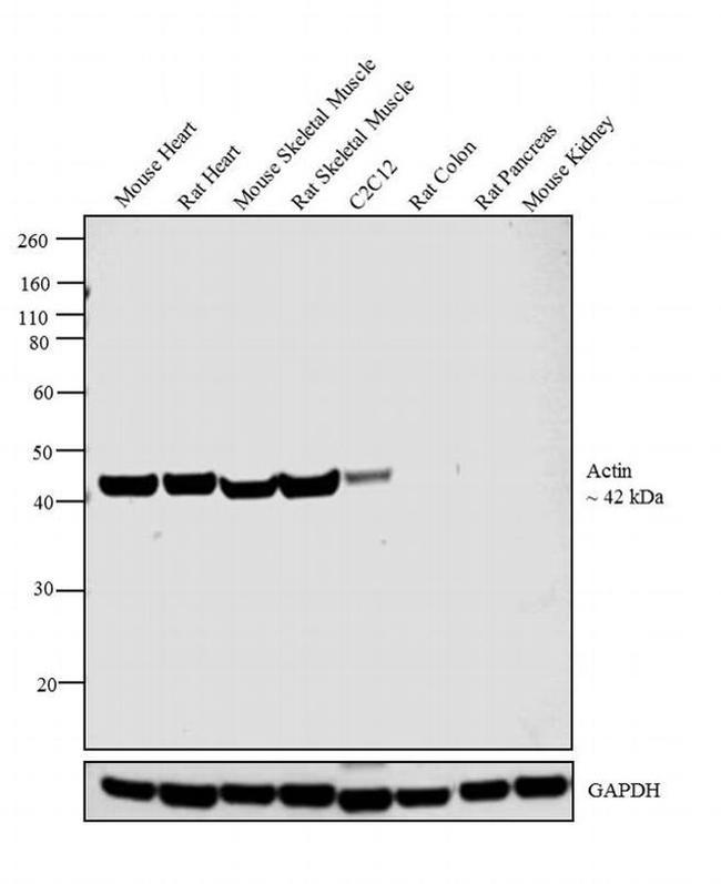 Actin Muscle Antibody in Western Blot (WB)