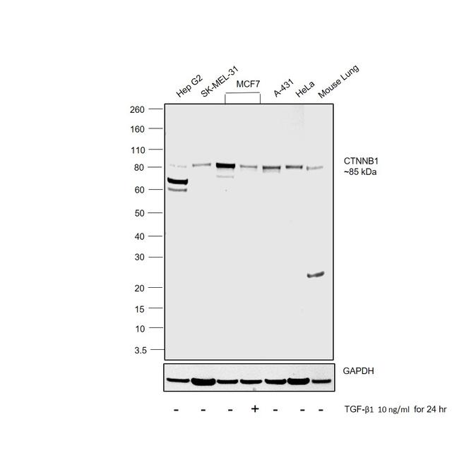 beta Catenin Antibody