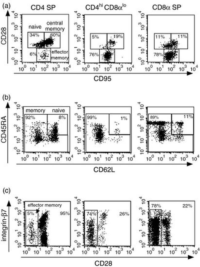 CD28 Antibody in Flow Cytometry (Flow)