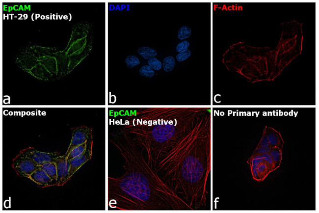 EpCAM Antibody