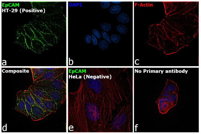 EpCAM Antibody