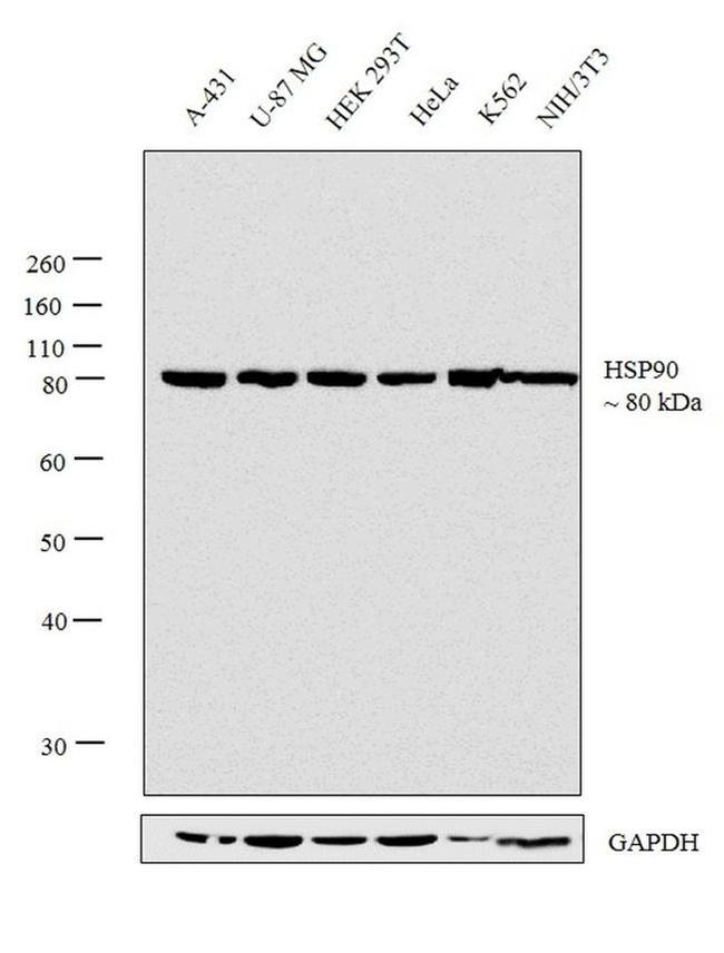 HSP90 Antibody in Western Blot (WB)