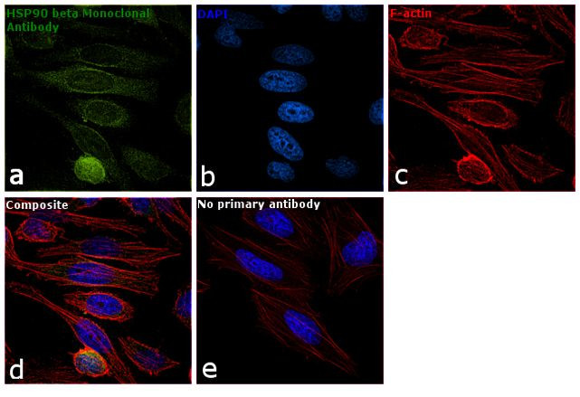 HSP90 beta Antibody in Immunocytochemistry (ICC/IF)