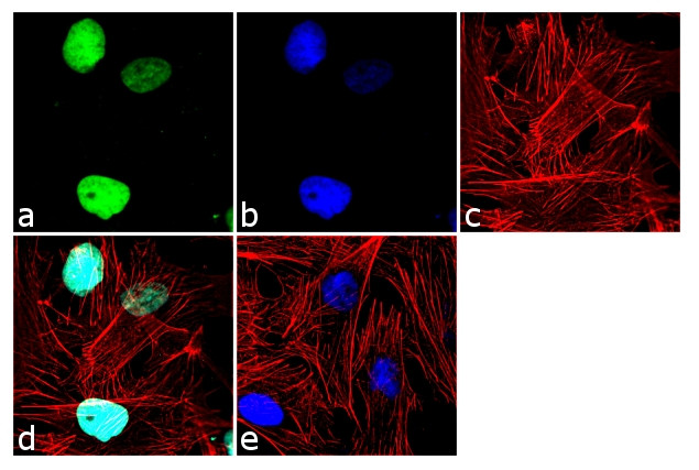 OCT4 Antibody in Immunocytochemistry (ICC/IF)