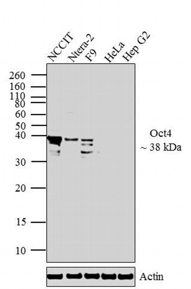 OCT4 Antibody in Western Blot (WB)