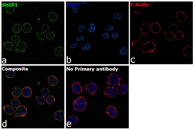 SHIP1 Antibody in Immunocytochemistry (ICC/IF)