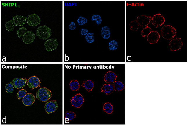 SHIP1 Antibody in Immunocytochemistry (ICC/IF)