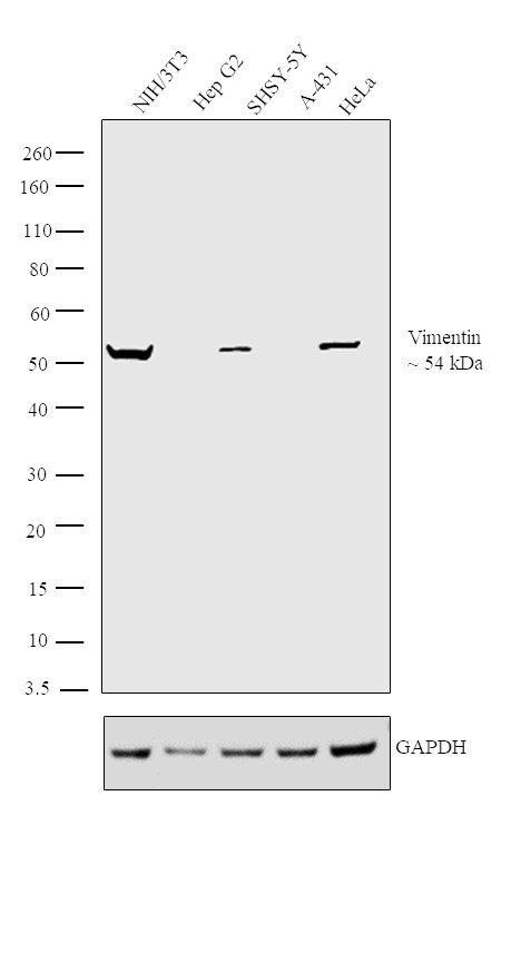 Vimentin Antibody