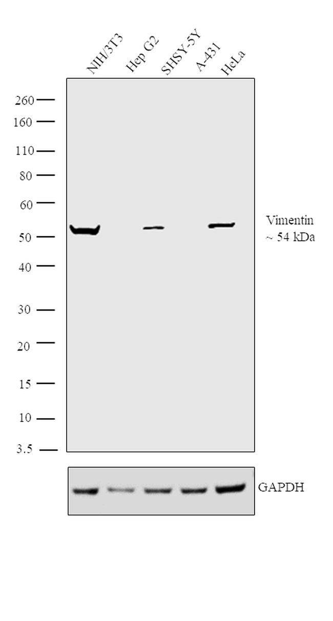 Vimentin Antibody in Western Blot (WB)