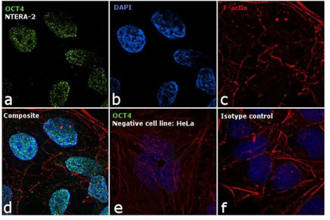 OCT4 Antibody in Immunocytochemistry (ICC/IF)