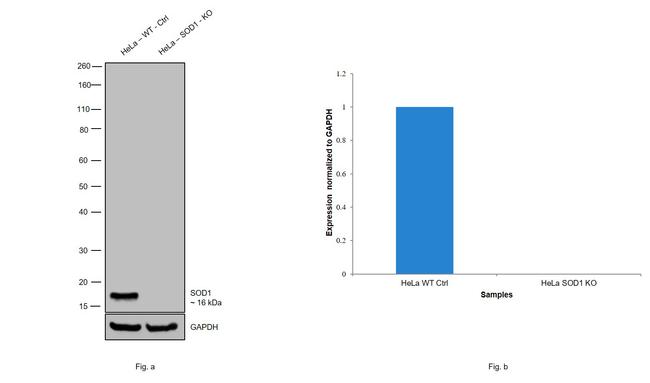 SOD1 Antibody in Western Blot (WB)