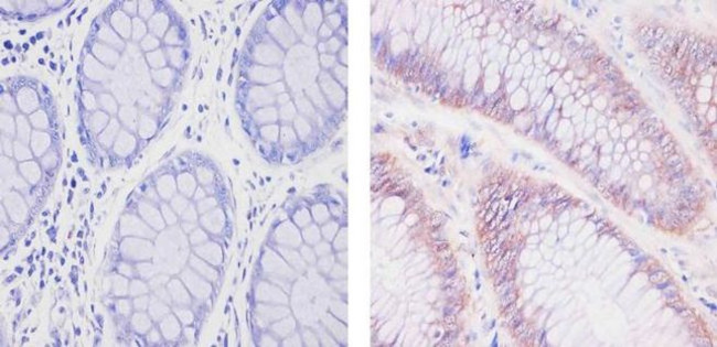 SOD1 Antibody in Immunohistochemistry (Paraffin) (IHC (P))