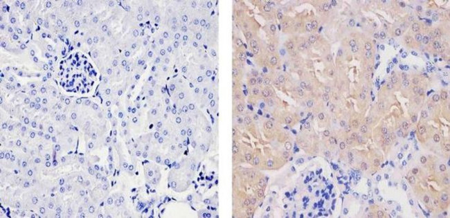 SOD1 Antibody in Immunohistochemistry (Paraffin) (IHC (P))