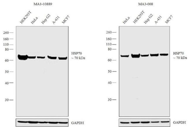 HSP70 Antibody