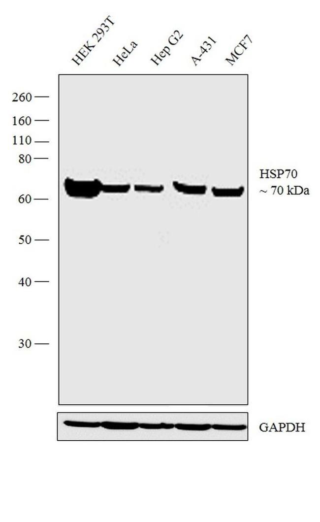 HSP70 Antibody in Western Blot (WB)