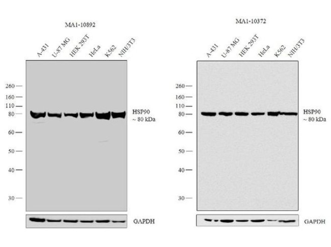 HSP90 beta Antibody