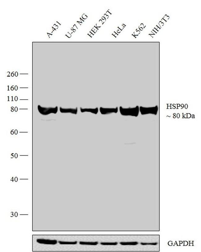 HSP90 alpha Antibody in Western Blot (WB)