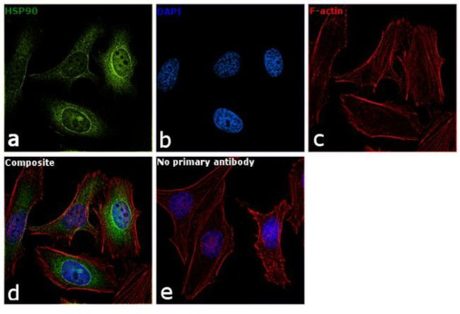 HSP90 alpha Antibody in Immunocytochemistry (ICC/IF)