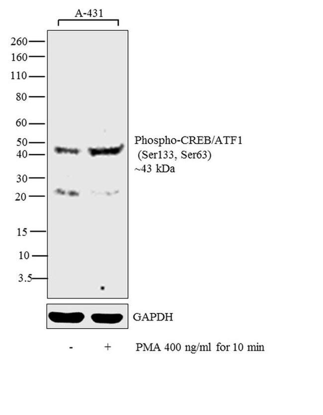 Phospho-CREB/ATF1 (Ser133, Ser63) Antibody in Western Blot (WB)
