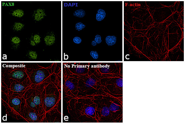 PAX8 Antibody in Immunocytochemistry (ICC/IF)