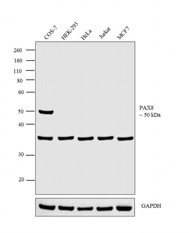 PAX8 Antibody in Western Blot (WB)