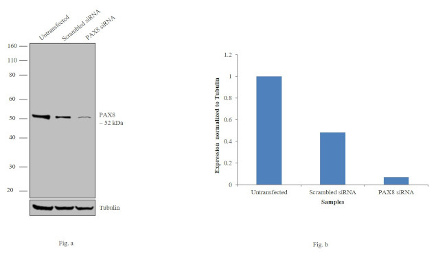 PAX8 Antibody