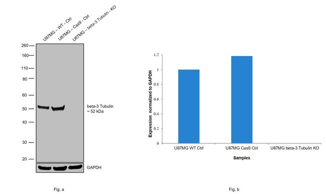 beta-3 Tubulin Antibody in Western Blot (WB)