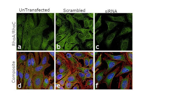 RhoA/RhoC Antibody in Immunocytochemistry (ICC/IF)