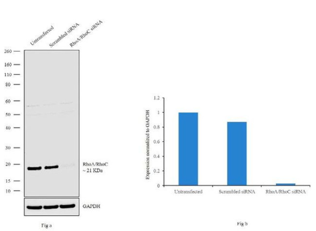 RhoA/RhoC Antibody