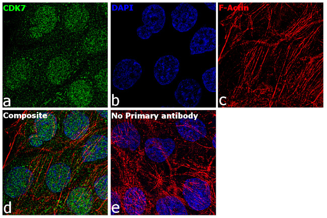 CDK7 Antibody in Immunocytochemistry (ICC/IF)