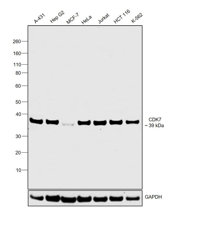 CDK7 Antibody in Western Blot (WB)