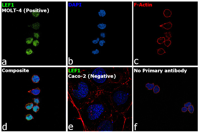 LEF1 Antibody