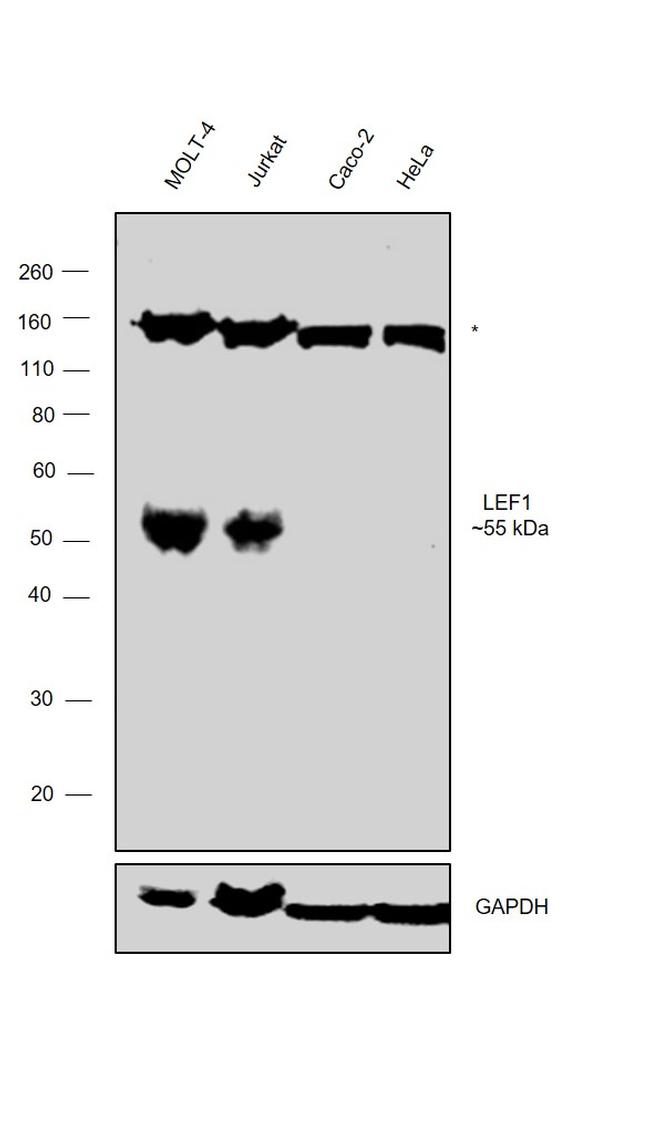 LEF1 Antibody in Western Blot (WB)