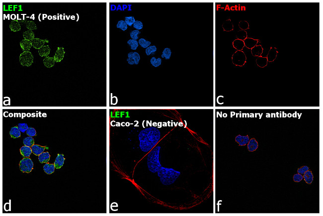 LEF1 Antibody