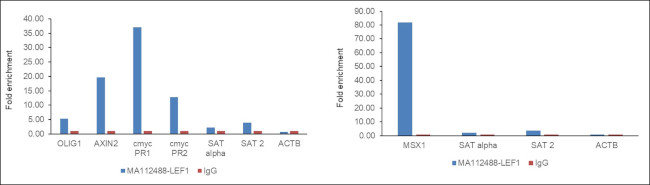 LEF1 Antibody in ChIP Assay (ChIP)