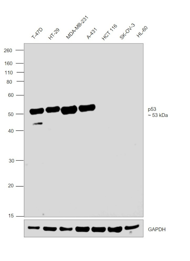 p53 Antibody