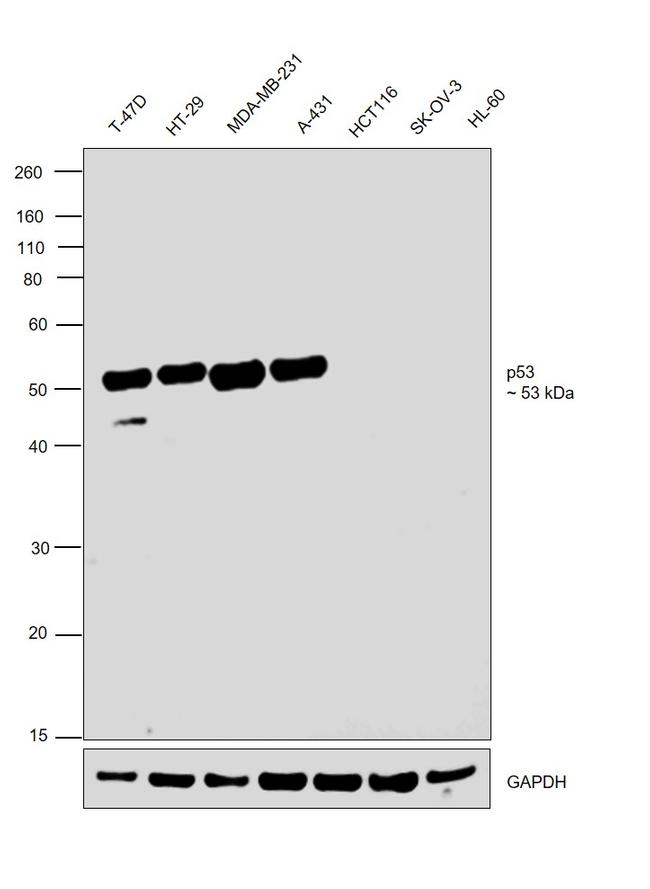 p53 Antibody in Western Blot (WB)