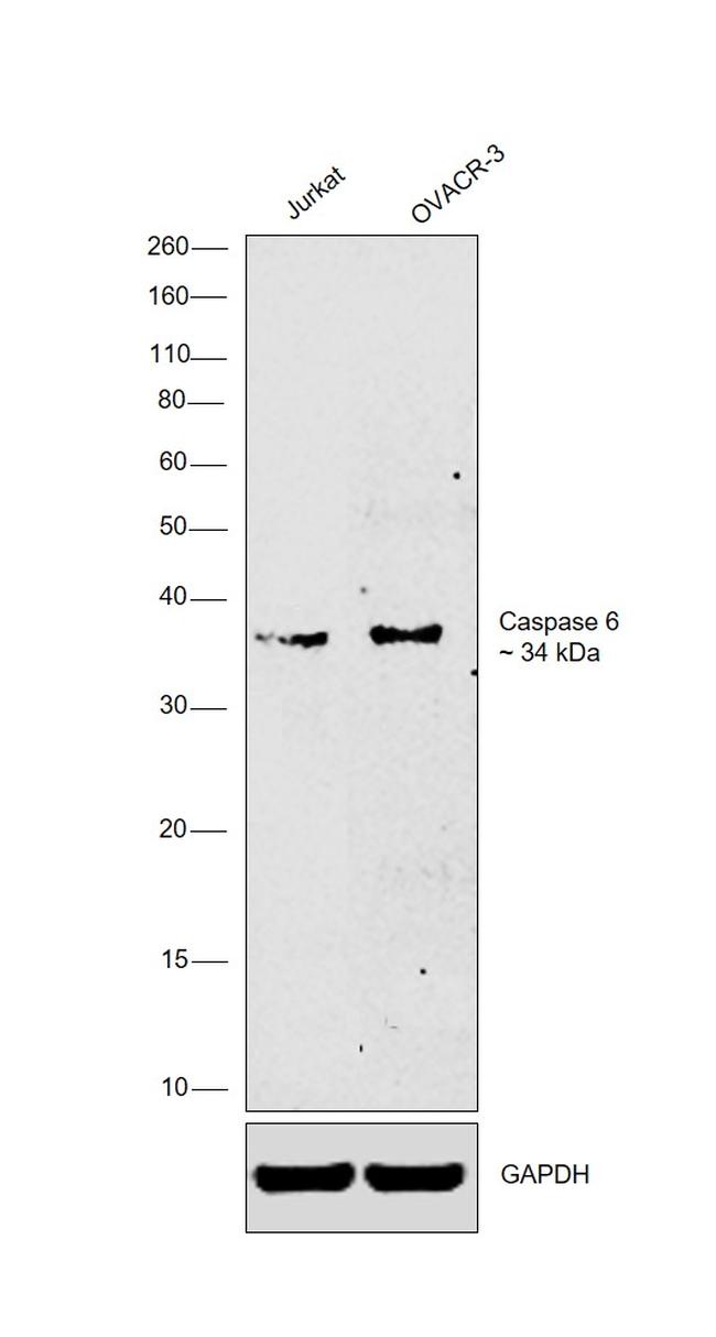 Caspase 6 Antibody in Western Blot (WB)