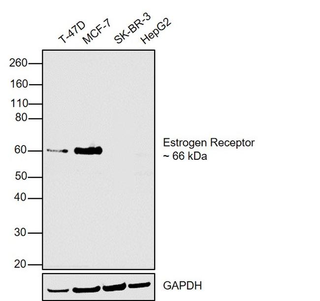 Estrogen Receptor alpha Antibody in Western Blot (WB)